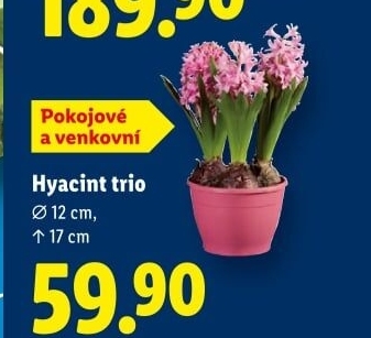 Hyacint