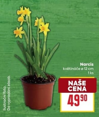 Narcisky