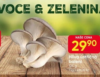Hlíva ústřičná