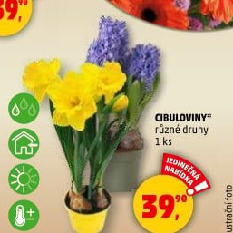 Cibulkové květiny