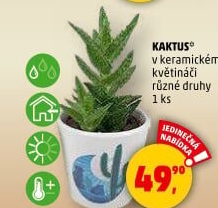 Kaktus
