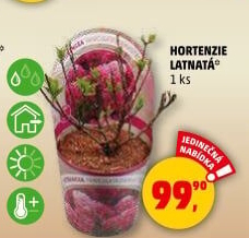 Sazenice Hortenzie - Hydrangea