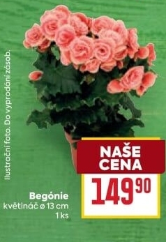 Begónie