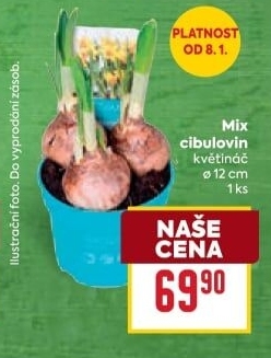 Cibulky květin - cibuloviny