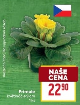 Primule - Petrklíč - Prvosenka