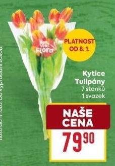 Řezané tulipány