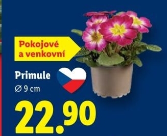 Primule - Petrklíč - Prvosenka