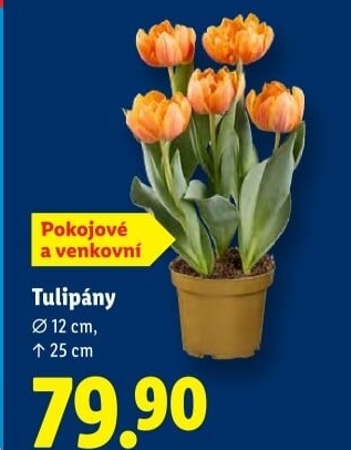 Tulipány