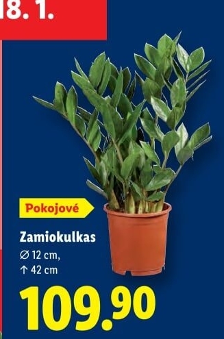 Zamioculcas - Zamiokulkas