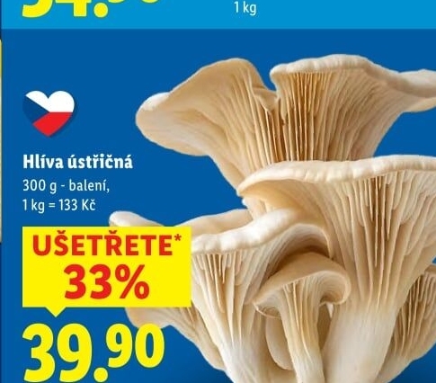 Hlíva ústřičná