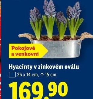 Hyacint