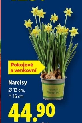 Narcisky