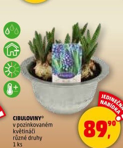 Cibulky květin - cibuloviny
