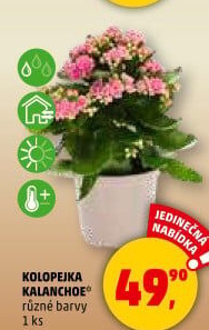 Kalanchoe - Kolopejka