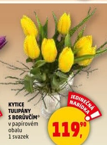Řezané tulipány