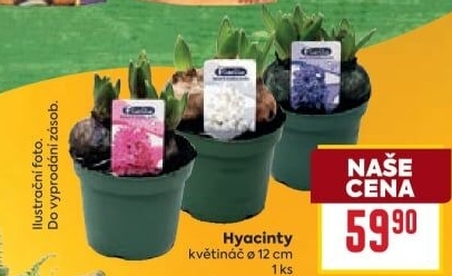 Hyacint