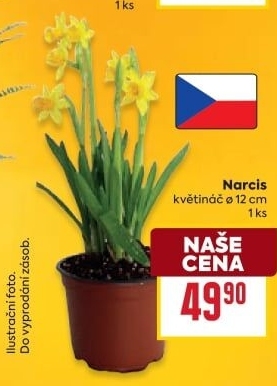 Narcisky