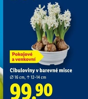 Cibulkové květiny