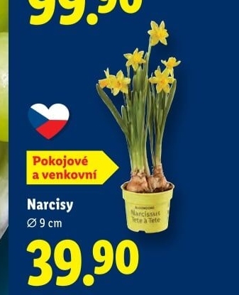 Narcisky