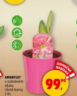 Amarylis - Hvězdník