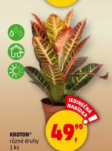 Croton - Kroton