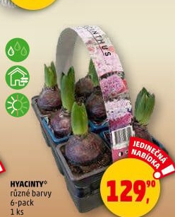 Hyacint