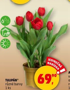 Tulipány