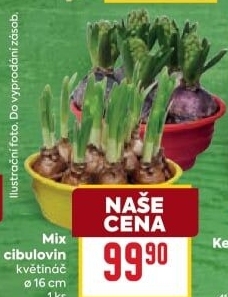 Cibulky květin - cibuloviny
