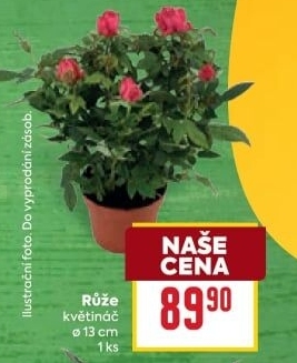 Růže