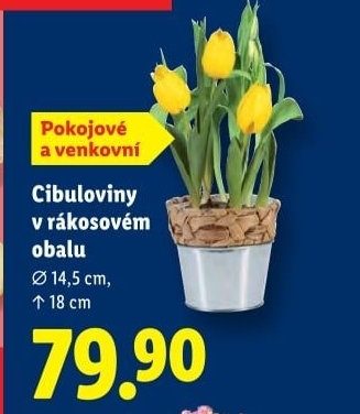 Cibulkové květiny