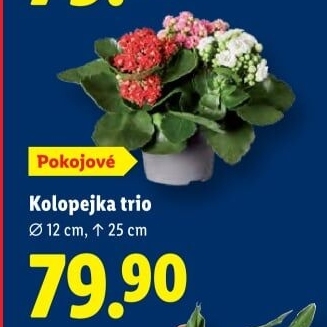 Kalanchoe - Kolopejka