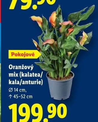Mix kvetoucích rostlin