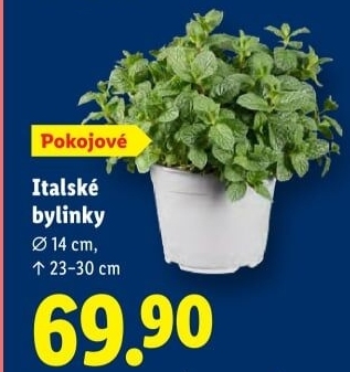 Bylinky v květináči