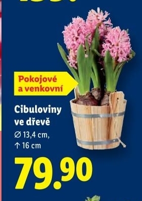 Cibulkové květiny