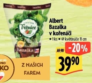 Bylinky v květináči Albert