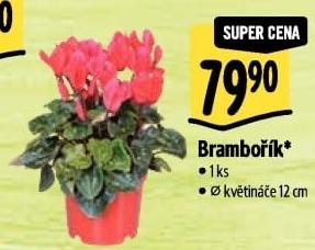 Cyclamen - Brambořík