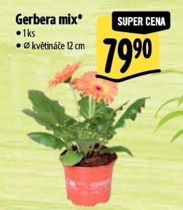 Gerbera