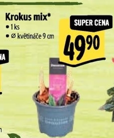 Krokus - Šafrán