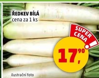 Ředkev bílá