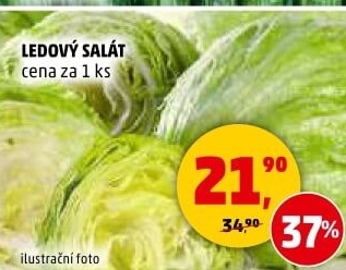 Salát ledový