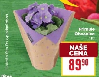 Primule - Petrklíč - Prvosenka