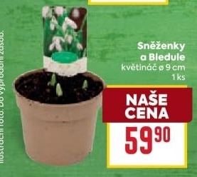 Sněženky
