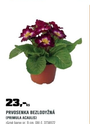 Primula