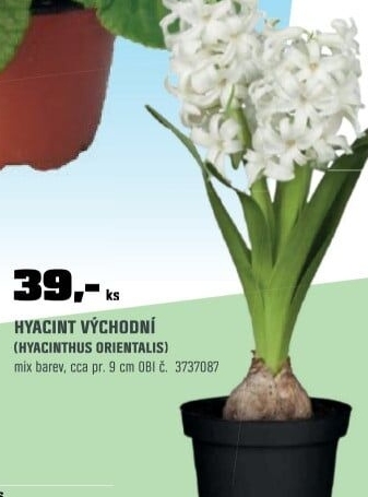 Rychlené cibulovinyhyacint