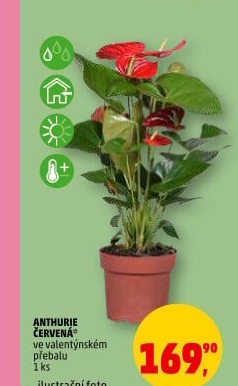 Anthurium - Toulitka