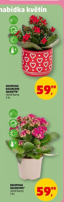 Kalanchoe - Kolopejka