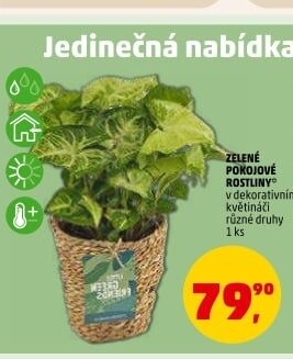 Pokojové rostliny