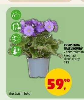 Primule - Petrklíč - Prvosenka