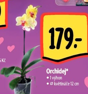 Orchidej
