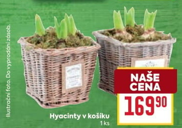 Hyacint